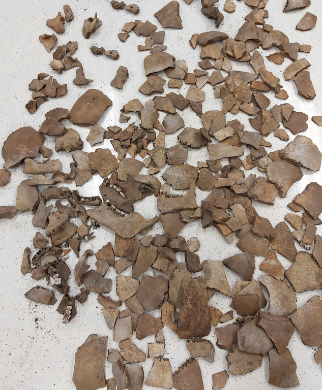 Fragmenty kości pochodzące ze stanowiska antropologicznego z Papowa Biskupiego Fragmenty kości pochodzące ze stanowiska antropologicznego z Papowa Biskupiego