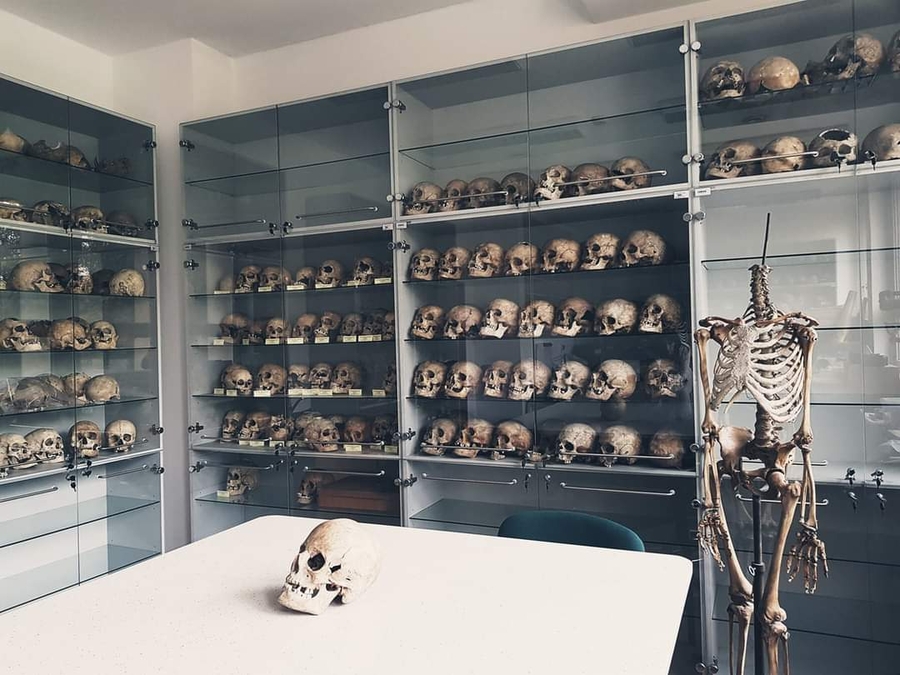 Galeria czaszek i kości w pracowni Katedry Antropologii #UniLodz